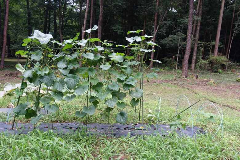 獣害に遭った家庭菜園