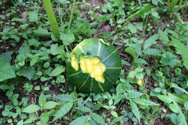 獣害に遭った家庭菜園