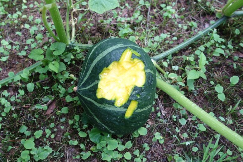 獣害に遭った家庭菜園