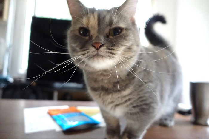 田舎暮らしとマンチカン猫