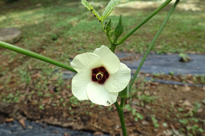 オクラの花とアリ