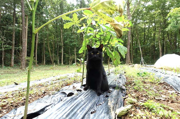 黒猫と畑