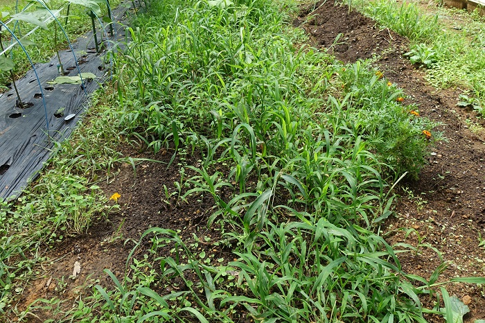 圃場の雑草