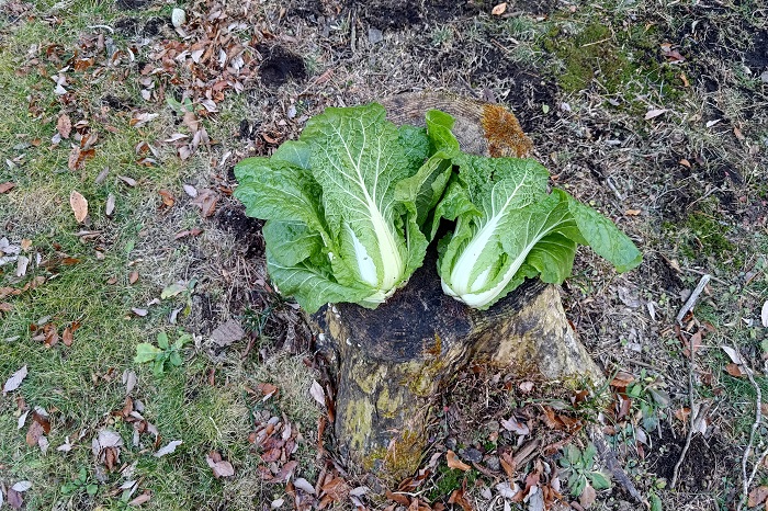 家庭菜園のハクサイ