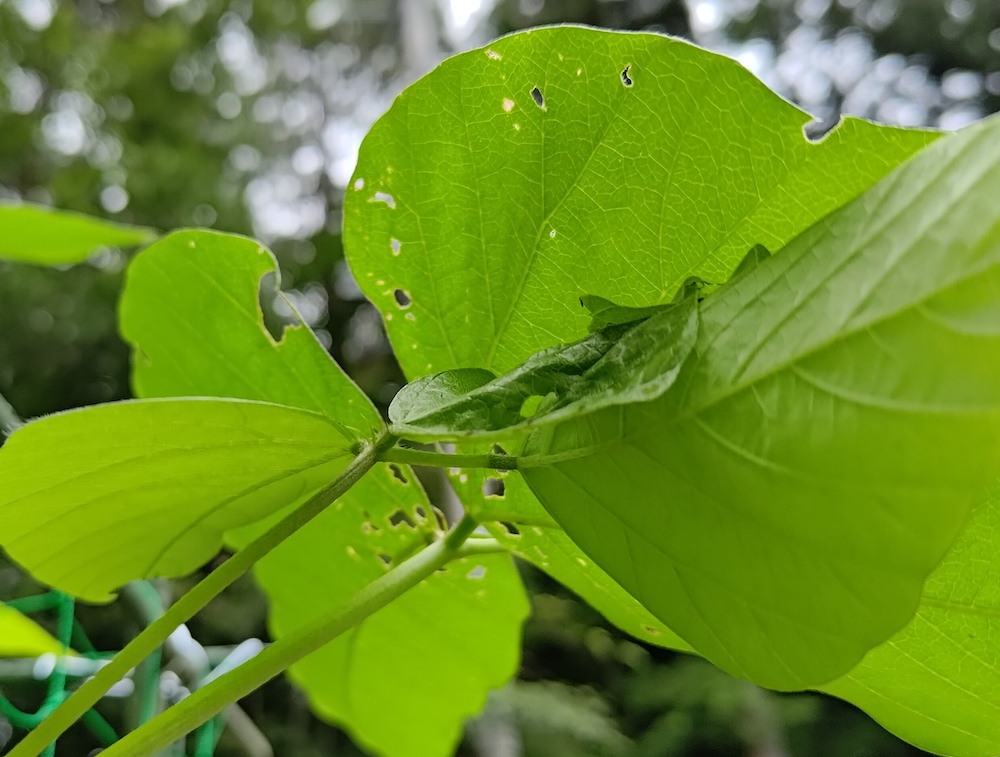 ムクナ豆