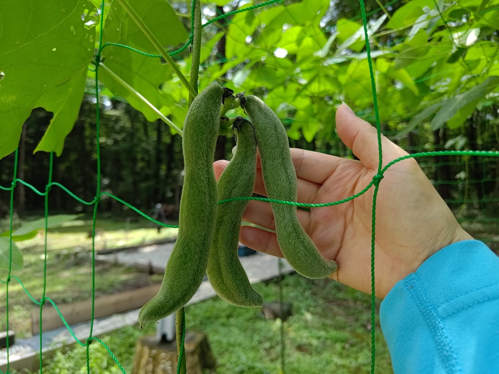 ムクナ豆