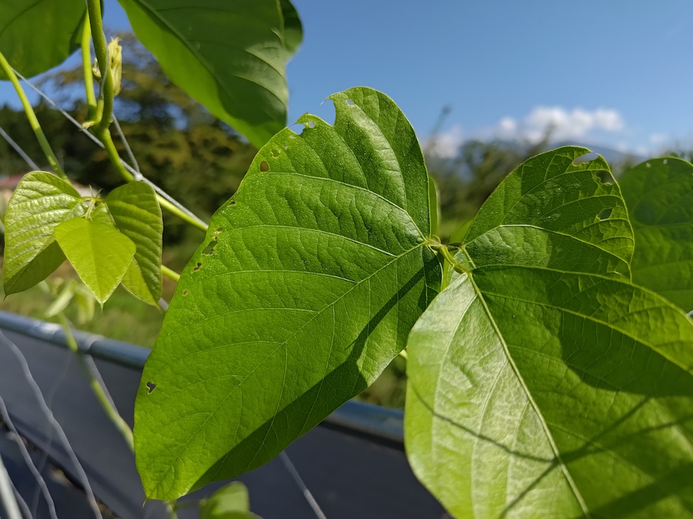 ムクナ豆栽培