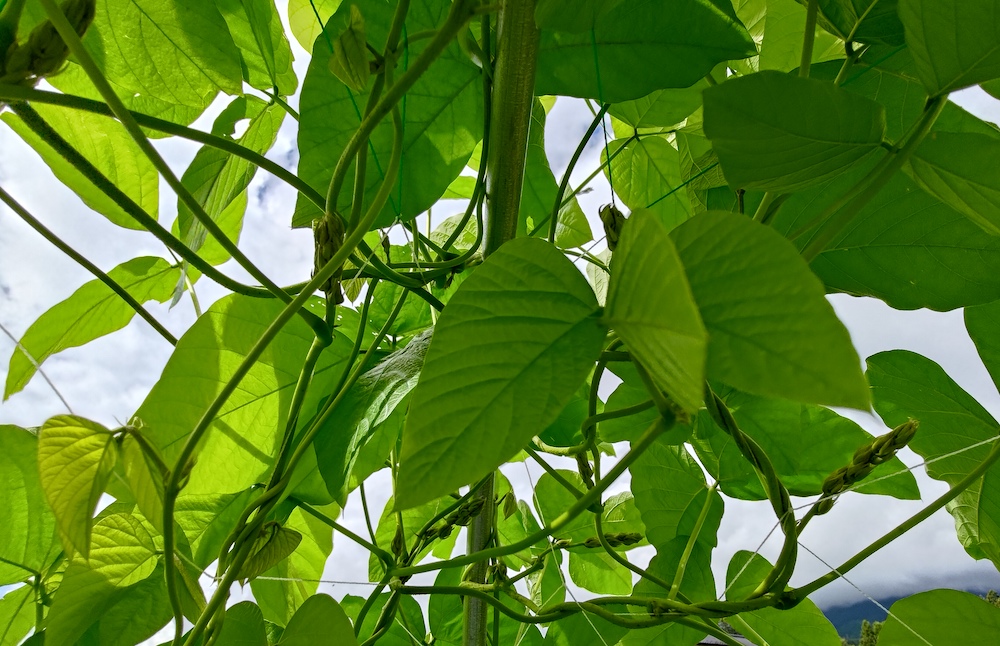 ムクナ豆栽培