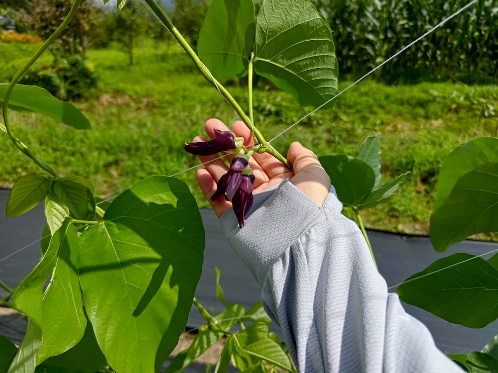 ムクナ豆栽培