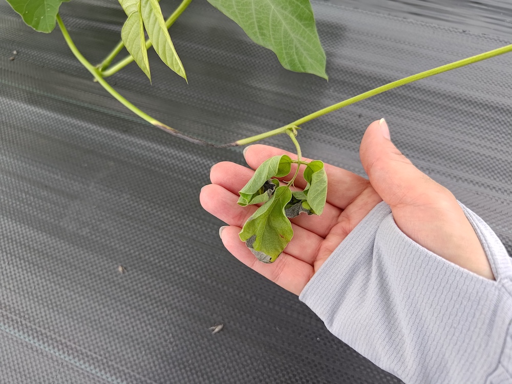 ムクナ豆栽培