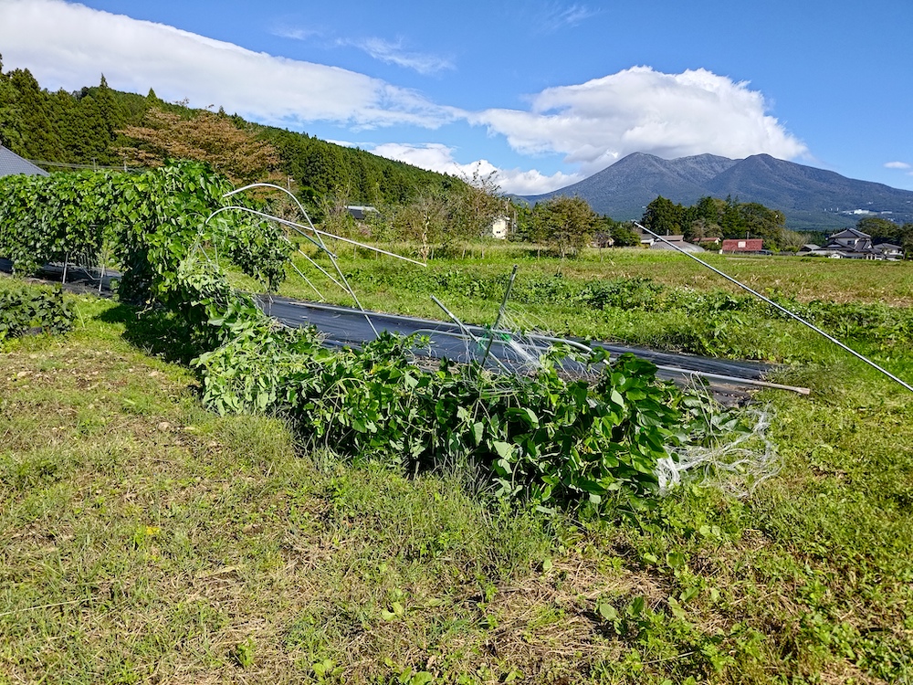 ムクナ豆