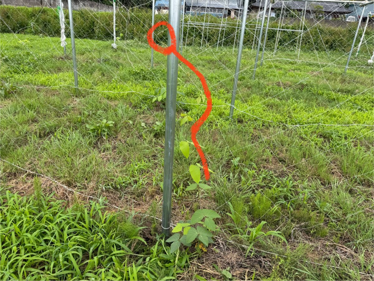 ムクナ豆