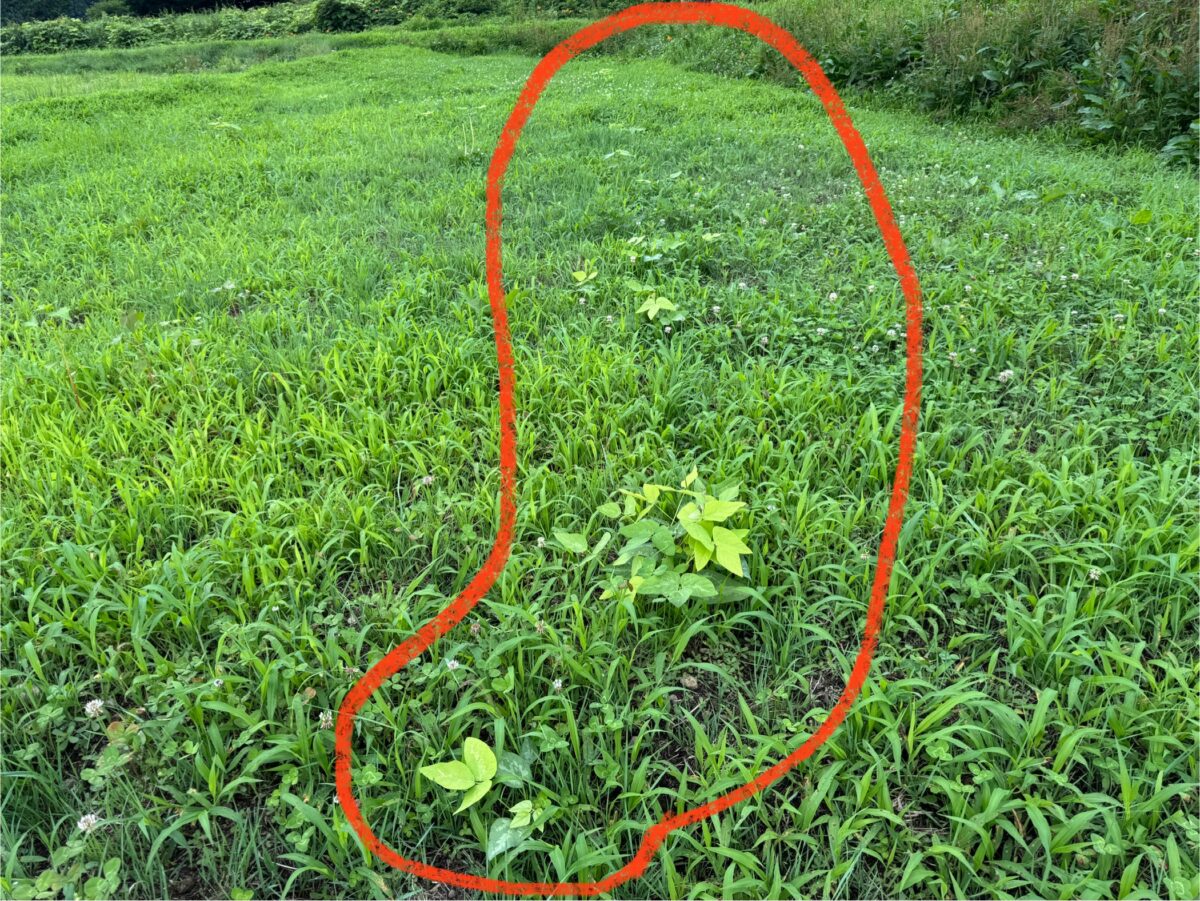 ムクナ豆