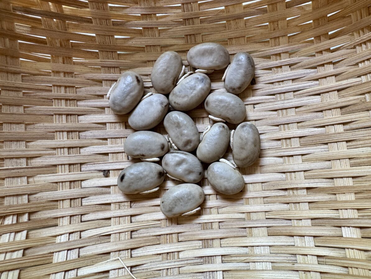 ムクナ豆栽培
