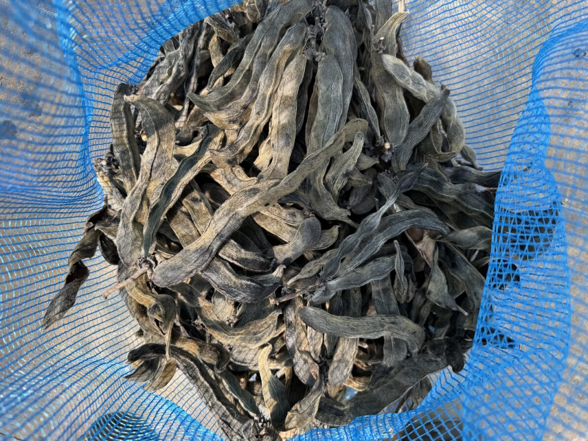 ムクナ豆栽培
