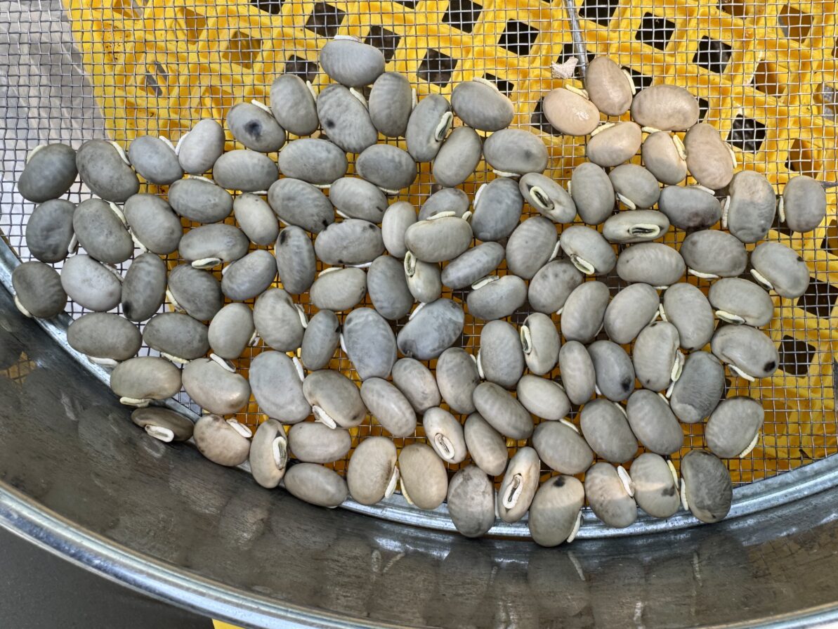 ムクナ豆栽培