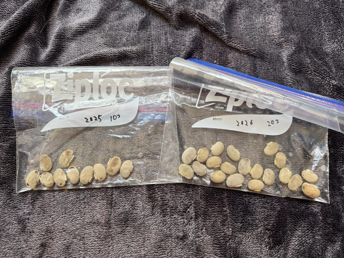 ムクナ豆栽培