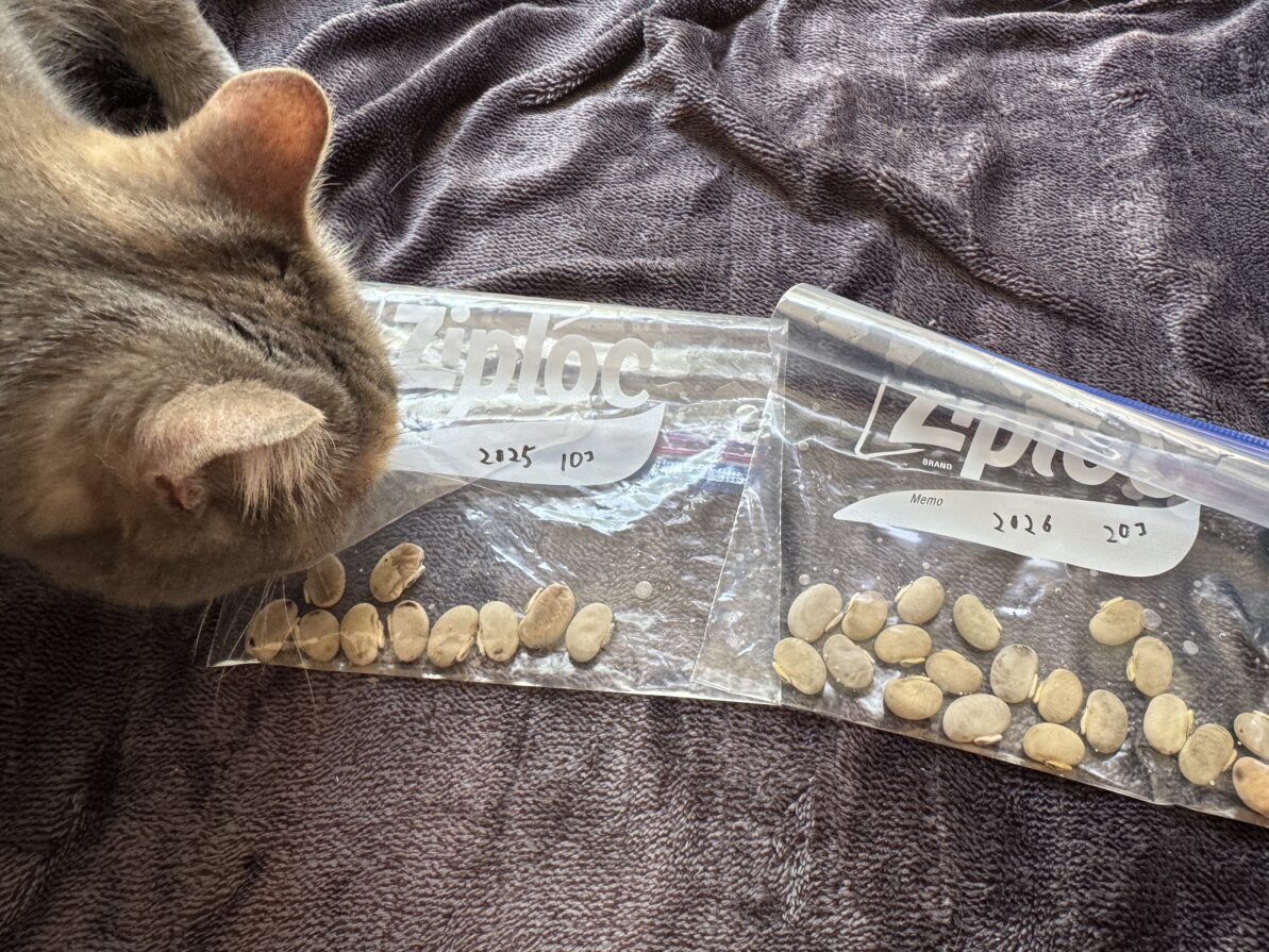 ムクナ豆栽培