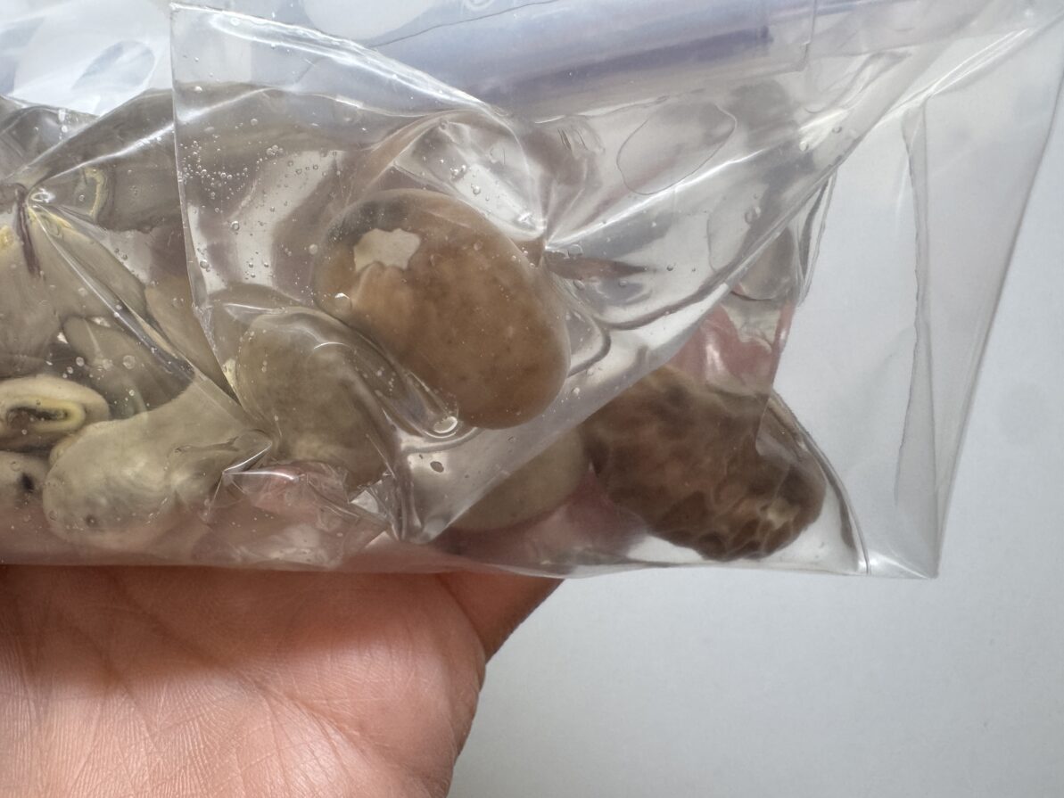 ムクナ豆栽培
