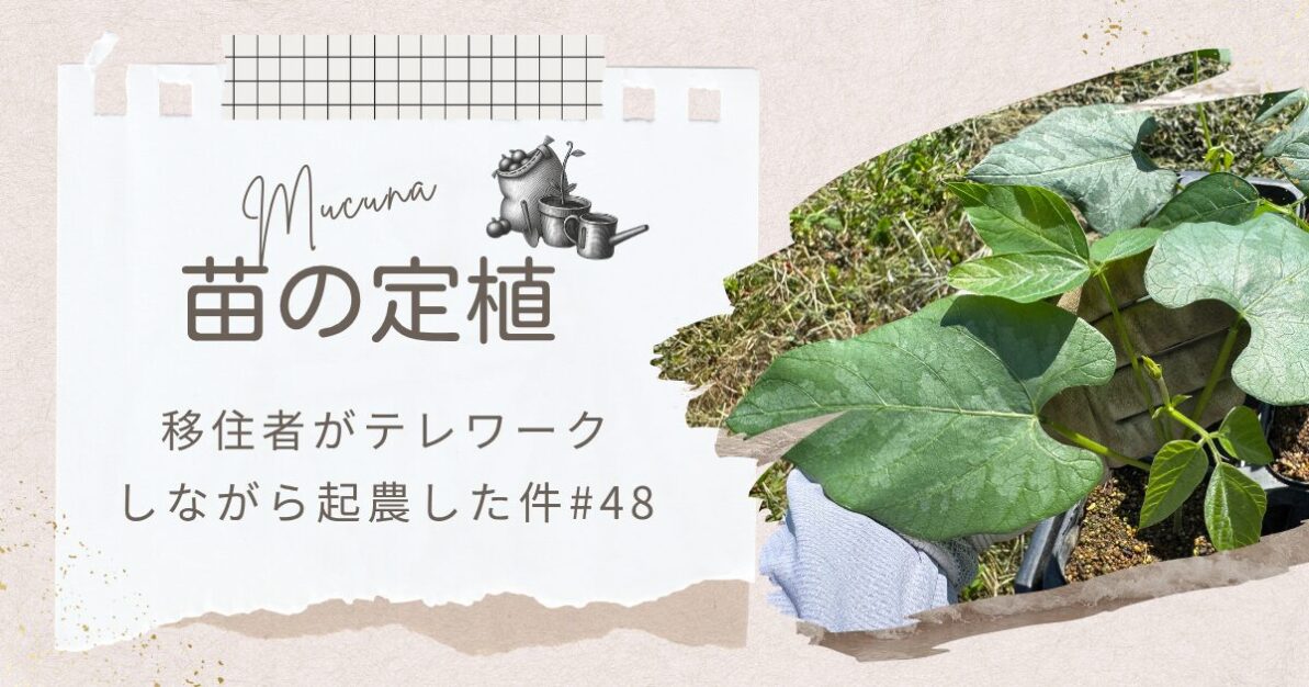 ムクナ豆栽培