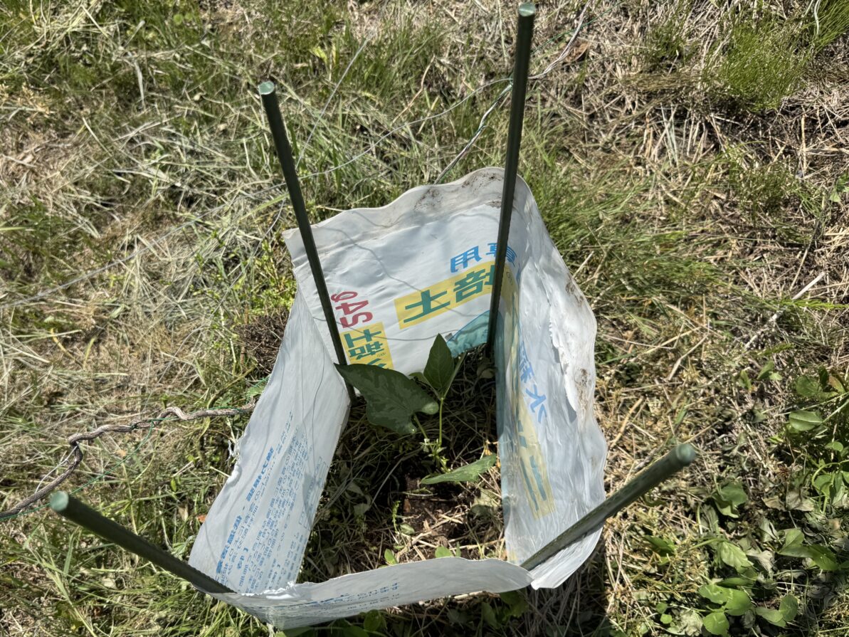 ムクナ豆栽培