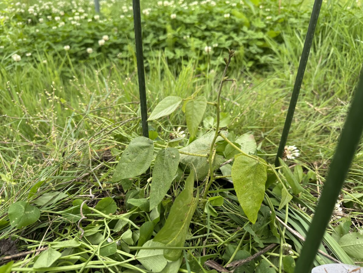 ムクナ豆栽培