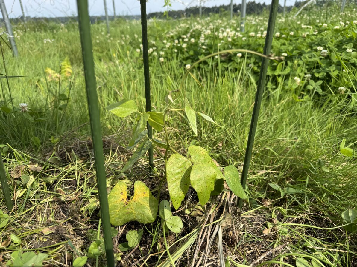 ムクナ豆栽培