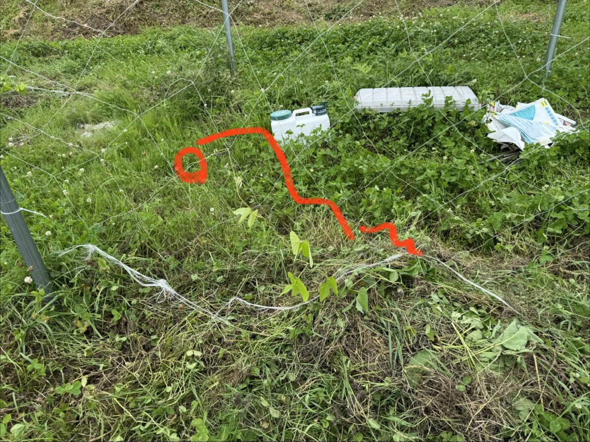 ムクナ豆栽培