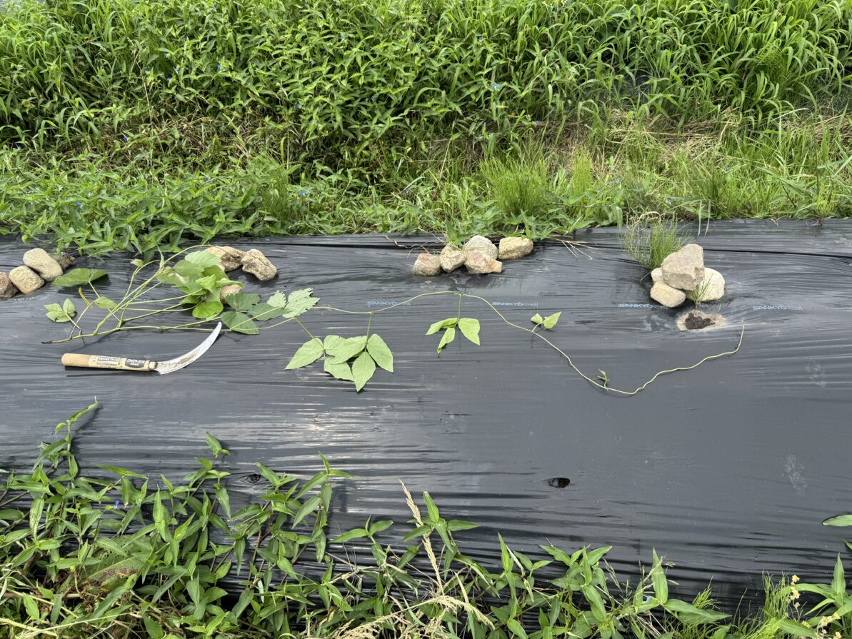ムクナ豆栽培
