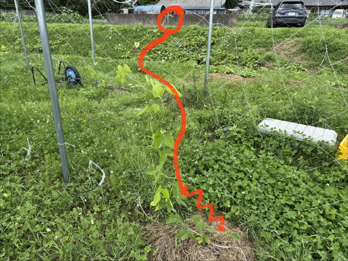 ムクナ豆栽培