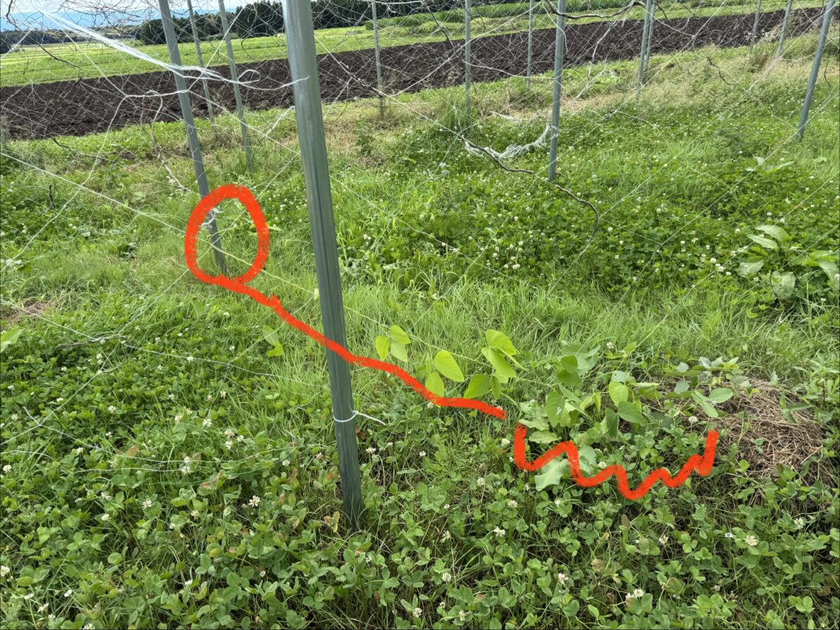 ムクナ豆栽培