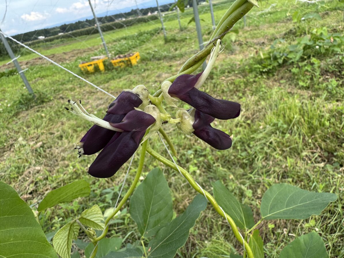 ムクナ豆栽培