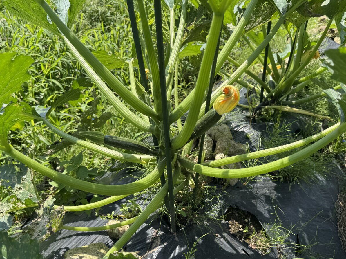 菌ちゃん野菜