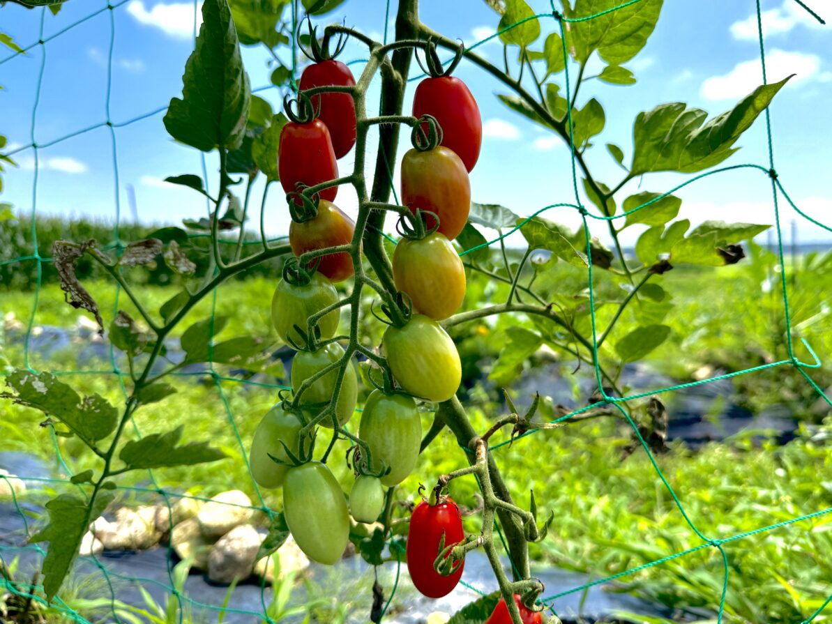 菌ちゃん野菜