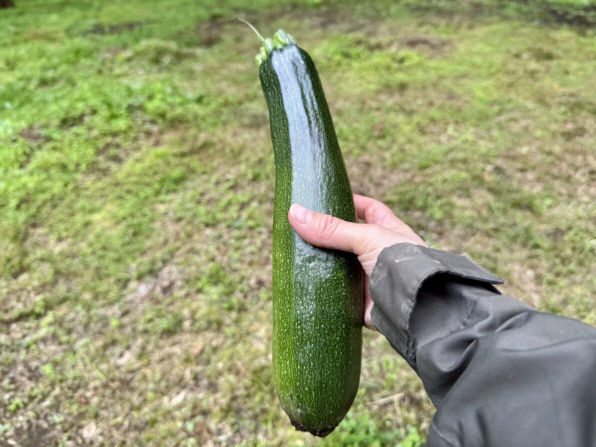 菌ちゃん野菜