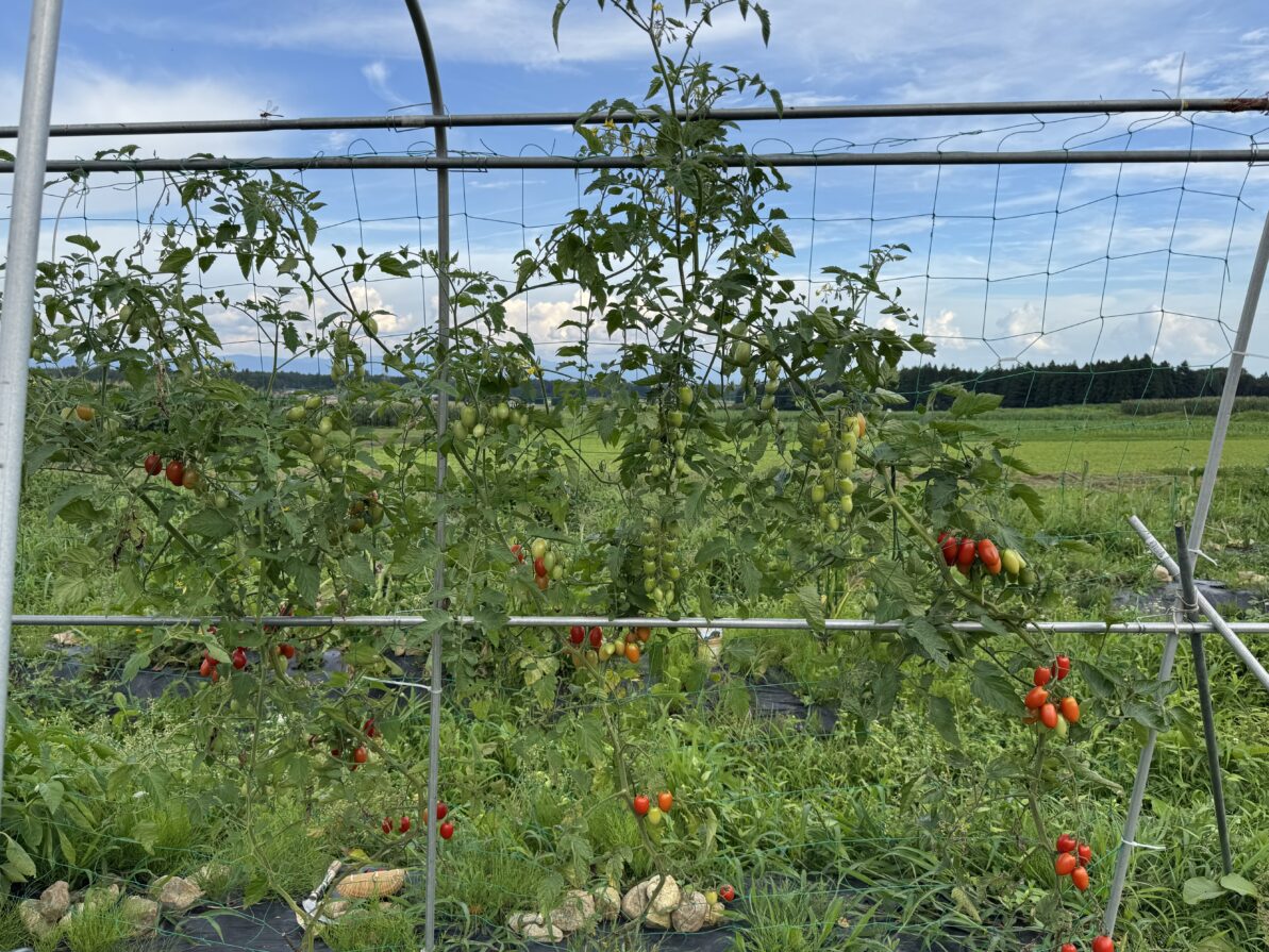 菌ちゃん野菜