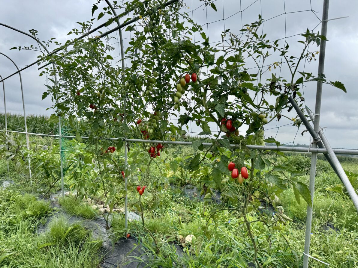 菌ちゃん野菜